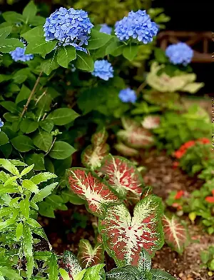 On Gardening: Extraordinary beauty from Dawn to Dusk