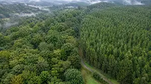 In 2025, scientists found eucalyptus plantations in northwest Spain had about half as many birds as native forests