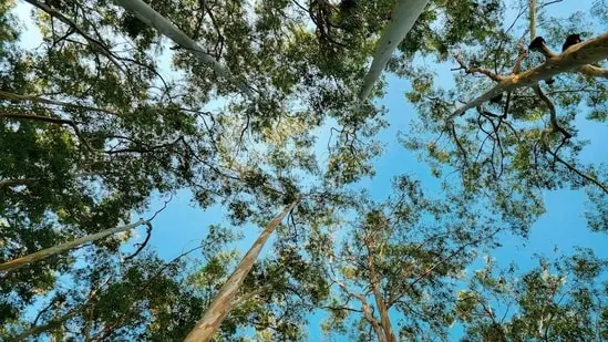 The study shows native forests sustain more bird species than eucalyptus plantations in northwest Spain.