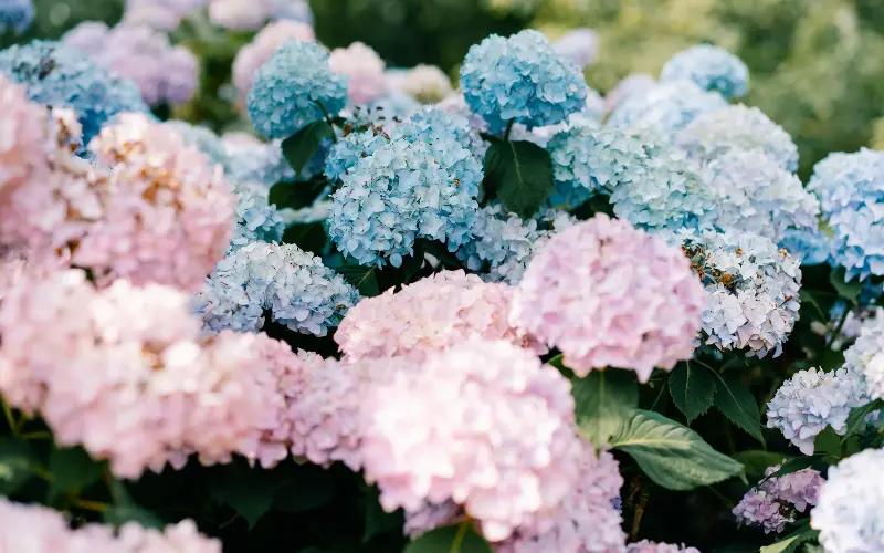 Hydrangeas have been struggling to survive the recent heatwaves in Britain - Moment RF/Olena Malik