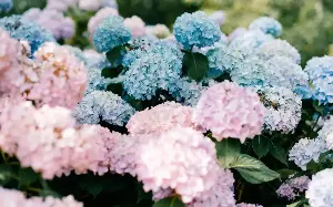 Britain’s biggest garden centre switches plants for extreme heat