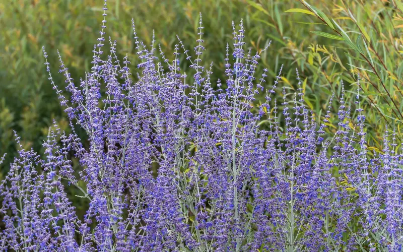 Perovskia is one of the plants that gardeners have turned to in light of the high temperatures - iStockphoto