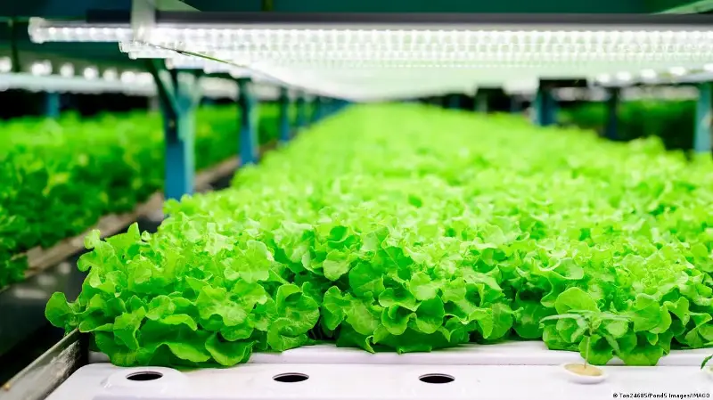 ¿Carne o ensalada? Crean lechuga que produce proteína animal