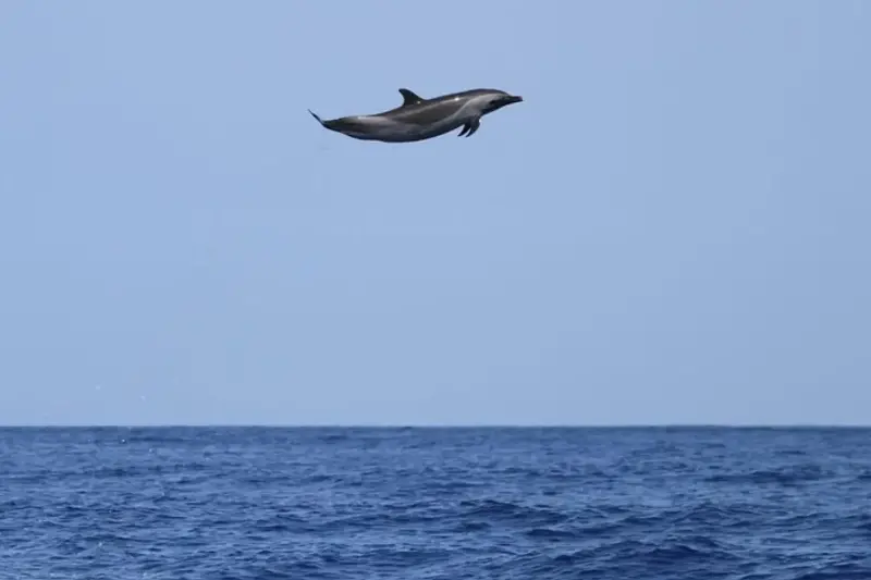 Non è IA: questo “Michael Jordan dei delfini” ha fatto un salto record di oltre 4,5 metri (ed è incredibile per la sua taglia)