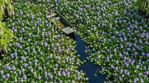Water hyacinth's environmental impact