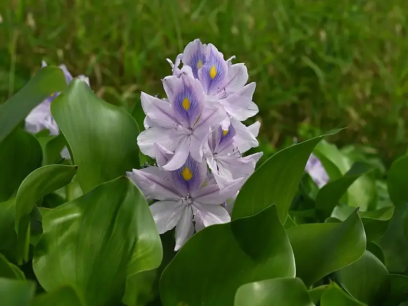 Careful management has cut water hyacinth in Florida to approximately 2,000 acres statewide.