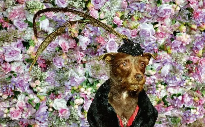  Bogie, a Chihuahua dressed as British singer-songwriter Sam Smith