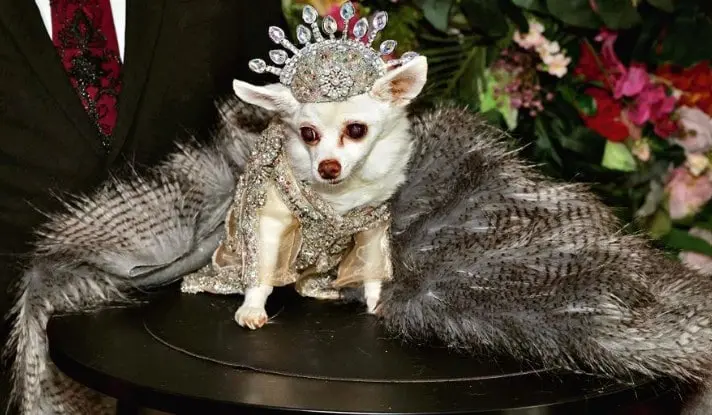 Kimba, a Chihuahua dressed as US singer Beyonce