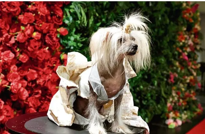 Suki, a Chinese Crested dressed as US socialite Kylie Jenner