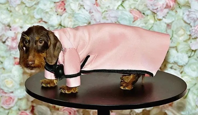 George, a Wirehaired Dachshund dressed as US rapper A$AP Rocky