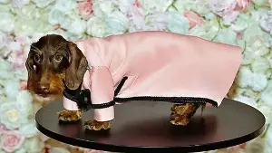 Paws on the runway: Dogs dress up as celebrities as Pet Gala