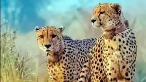Cheetahs from MP’s Kuno likely to be relocated to Gujarat’s Banni grasslands