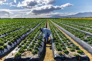 California to phase out paraquat, a powerful weedkiller associated with serious health issues