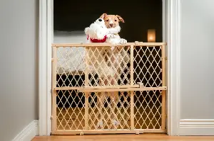 Puppy Left Home Alone for First Time, Pet Cam Footage Doesn’t Disappoint