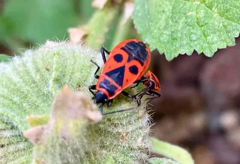 A firebug, one of the rare insects spotted during the Wivenhoe tour - Andrew Purvis