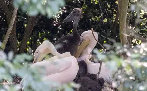 Royal pelicans have first chicks in 360 years