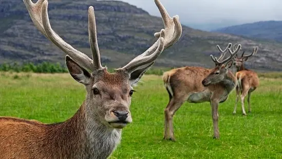 Red deer and wapiti interbred, producing animals that were hard to classify as game, pest, or livestock.