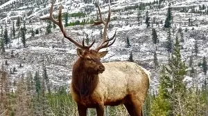 Hybridization complicates deer classification