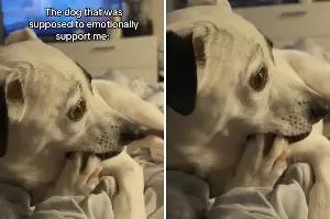 Woman Rescues Chihuahua Mix for Emotional Support, but There’s a Problem