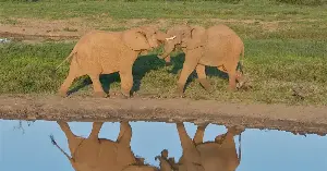 Elephants show self-recognition ability