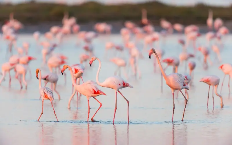 Arles is the gateway to the Camargue, France’s Wild West region - Raimund Linke