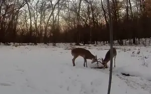 Man Spots Two Deer On Ring Camera, Engaging In Rarely Seen Ritual