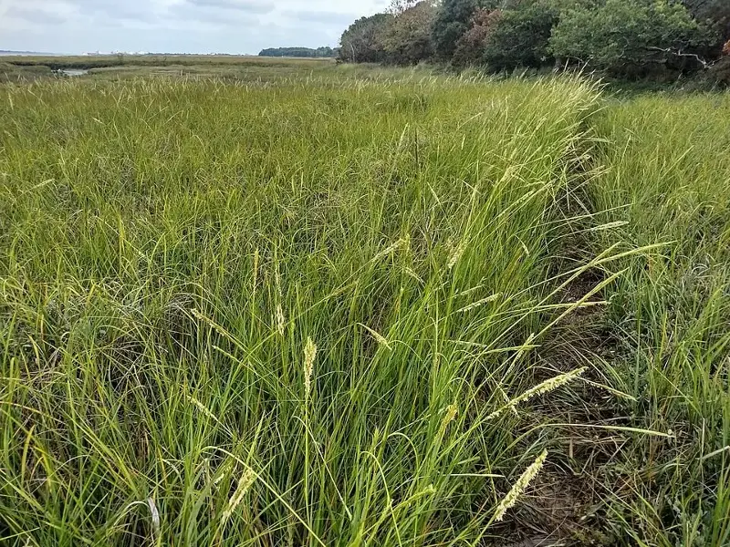 Researchers found Spartina alterniflora at 28 of 53 important shorebird sites along China's coast in 2015.