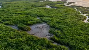 Smooth cordgrass threatens shorebirds