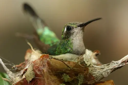 ¿Qué significa si un colibrí hace su nido en mi casa? ¿Qué significa si un colibrí hace su nido en mi casa?/ Foto: Canva