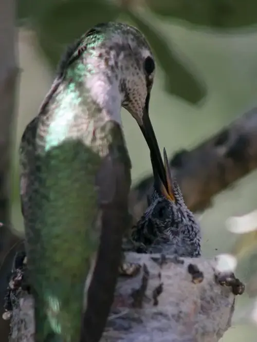 ¿Qué significa si un colibrí hace su nido en mi casa? ¿Qué significa si un colibrí hace su nido en mi casa?/ Foto: Canva