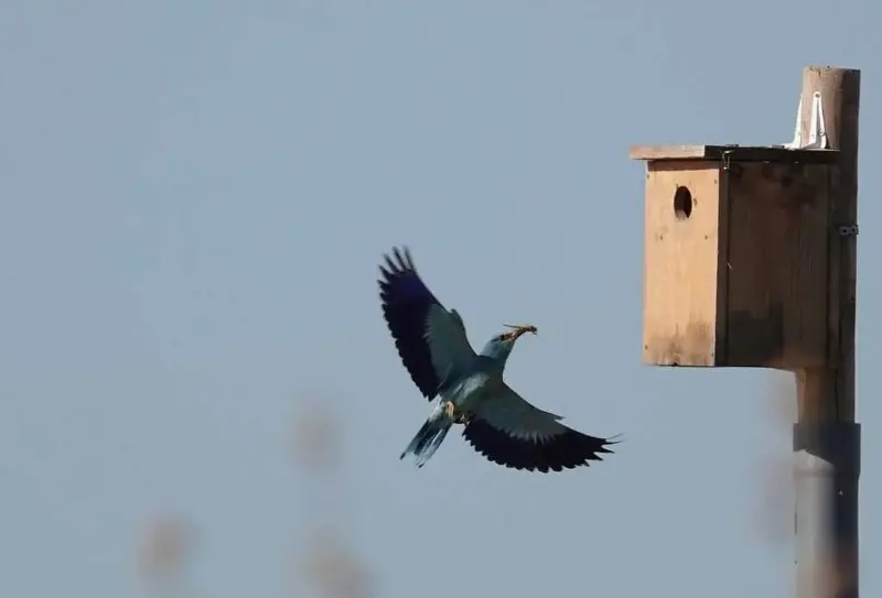 La Junta impulsa la conservación de la carraca europea con la instalación de cajas nido en Campo de Tejada