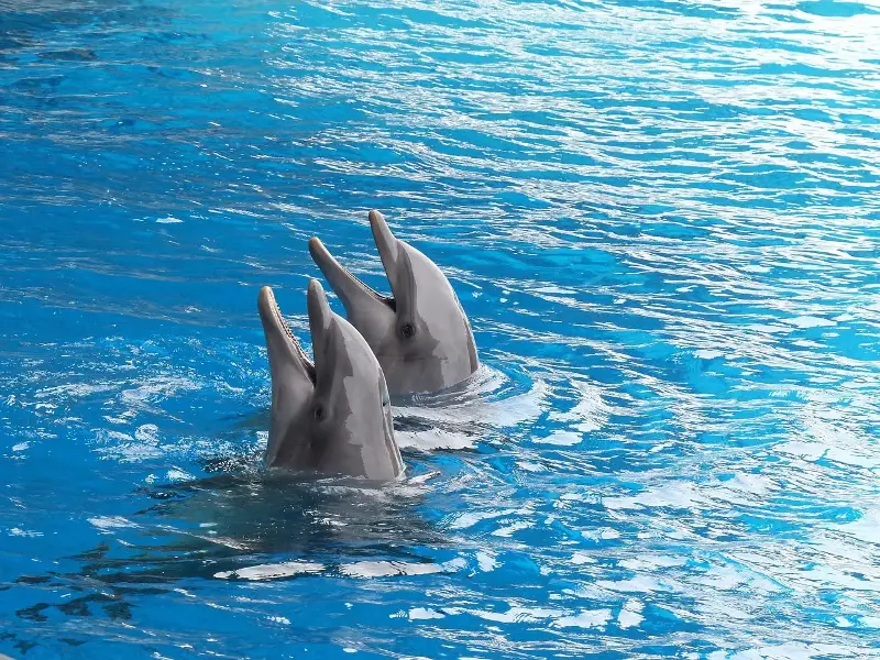 Pairi Daiza bekijkt optie om dolfijnen op te vangen, GAIA spreekt over “grote achteruitgang”