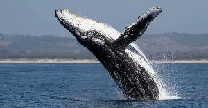 When a dead whale sinks to the seafloor, its ‘whale fall’ becomes an oasis feeding deep-sea life for decades — up to 190 species crowding a single skeleton, with bone-eating worms gnawing the bones for as long as a decade
