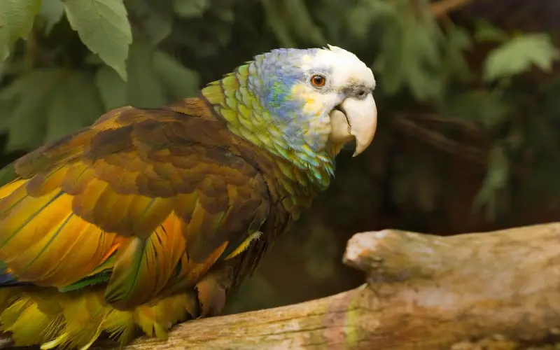 Lucky visitors to the island of St Vincent might see the rare Saint Vincent parrot - imageBROKER.com/Alamy Stock Photo