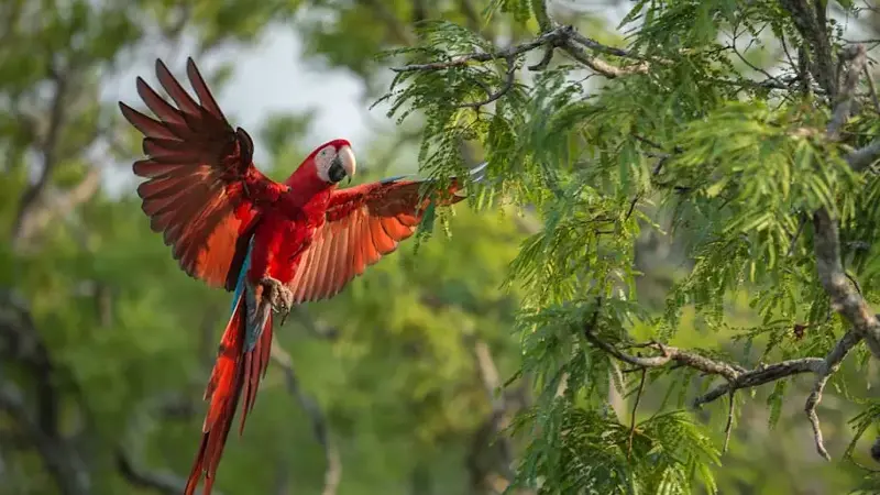 Flying Reed-and-Green Macaw