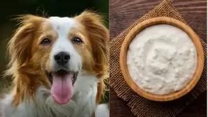 Pet Friendly Food: Summer Dishes To Keep Your Dogs Happy