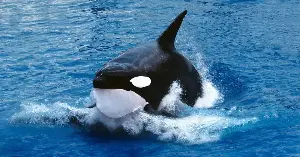 Killer whales revive salmon balancing
