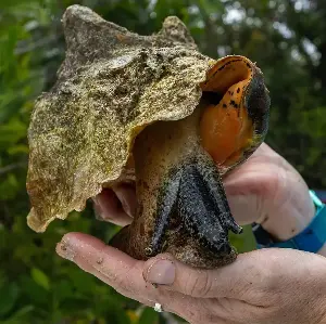 Lawsuit claims government isn’t doing enough to protect Florida’s Queen Conch