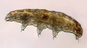 In 2021, NASA sent microscopic tardigrades into orbit to examine their responses to spaceflight across generations