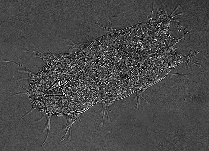 Researchers sent Hypsibius exemplaris tardigrades to the International Space Station to examine short-term responses and genetic activity over several generations.
