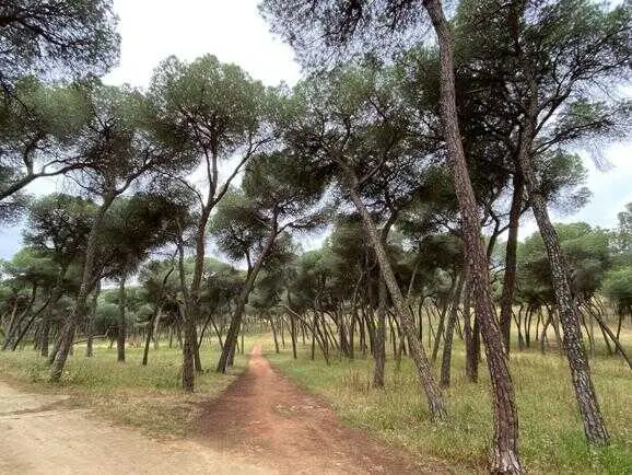 Alcalá mantiene el programa de control fitosanitario de sus pinares para combatir el 'tomicus' y otras plagas