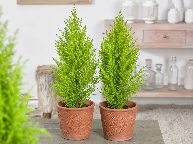 fragrant pine tree.jpg