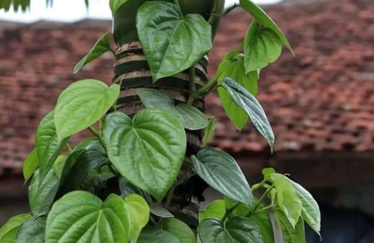 10 loại lá thảo dược hỗ trợ giảm cholesterol máu và bảo vệ động mạch- Ảnh 1.