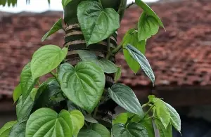 10 types of herbal leaves that help lower blood cholesterol and protect arteries.