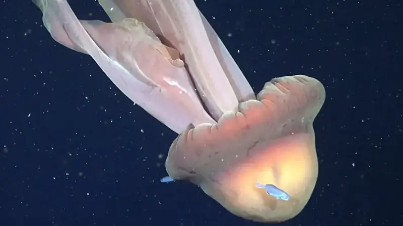 5 Rare Deep-Sea Creatures You Won’t Believe Exist