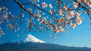 Top 10 Cherry Blossom Spots in Japan Beyond Tokyo