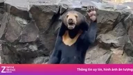 Chinese zoos are hiring people to impersonate bears, offering a salary of 390 million VND per year.