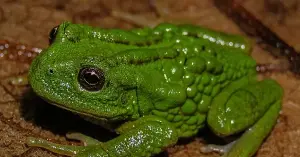 New species of marsupial frog discovered in the Amazon rainforest.