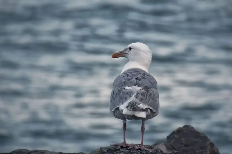 Las aves marinas sacrifican su propia supervivencia para asegurar el futuro de la especie