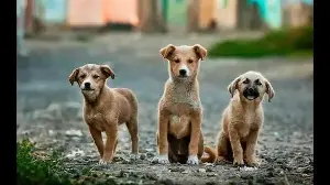 After 2 failed bids, Panchkula MC invites tenders for dog sterilisation